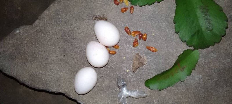 Maître Puissant François