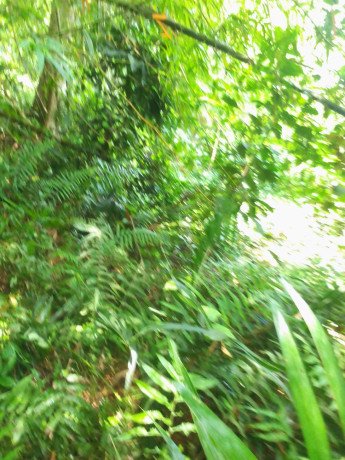 parcelle-agricole-03-hectares-a-abie-big-0