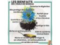 huile-de-nigelle-small-1