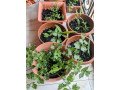 pot-des-herbes-essentielles-small-3