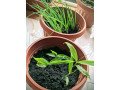 pot-des-herbes-essentielles-small-2