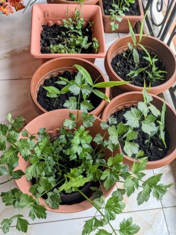 pot-des-herbes-essentielles-big-3