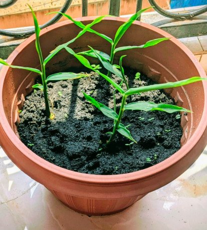 pot-des-herbes-essentielles-big-0