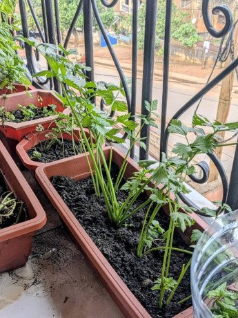 pot-des-herbes-essentielles-big-4