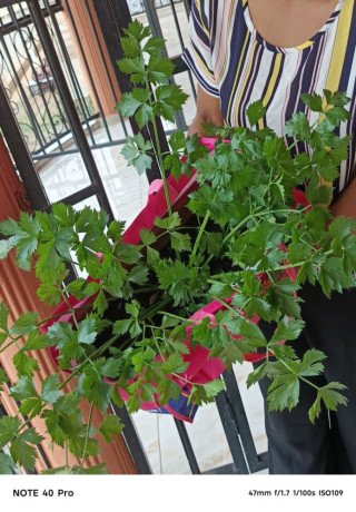 pot-des-herbes-essentielles-big-1