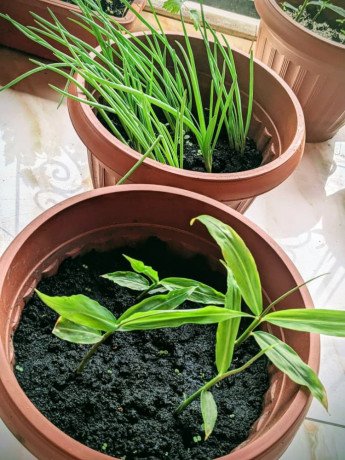 pot-des-herbes-essentielles-big-2