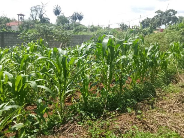 terrain-titre-a-vendre-a-carriere-awae-big-0