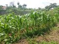 terrain-titre-a-vendre-a-carriere-awae-small-0