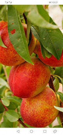 vente-terrain-agricole-136000-m2-boumerdes-isser-1700-dam2-big-1