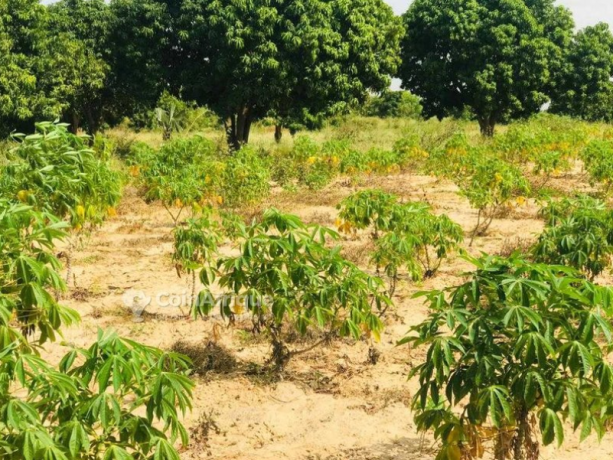 terrain-agricole-4981m2-thies-big-0