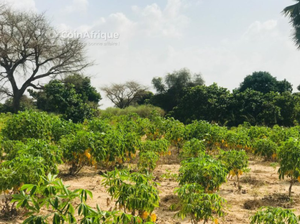 terrain-agricole-4981m2-thies-big-2